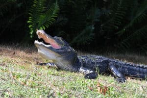 american-alligator-florida